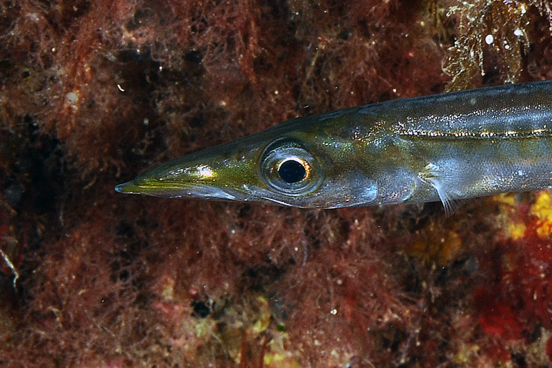 juvenile Sphyraena cf. viridensis